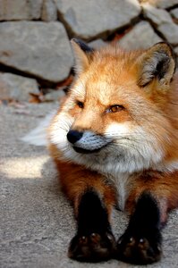 犬科 carnivores natural