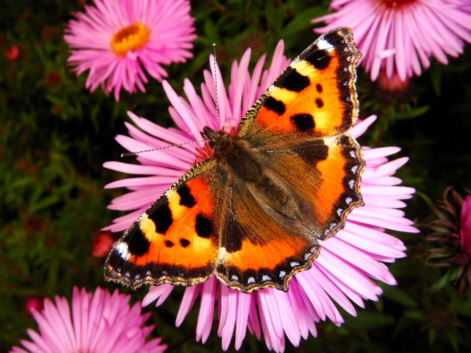 Garden plant butterfly day