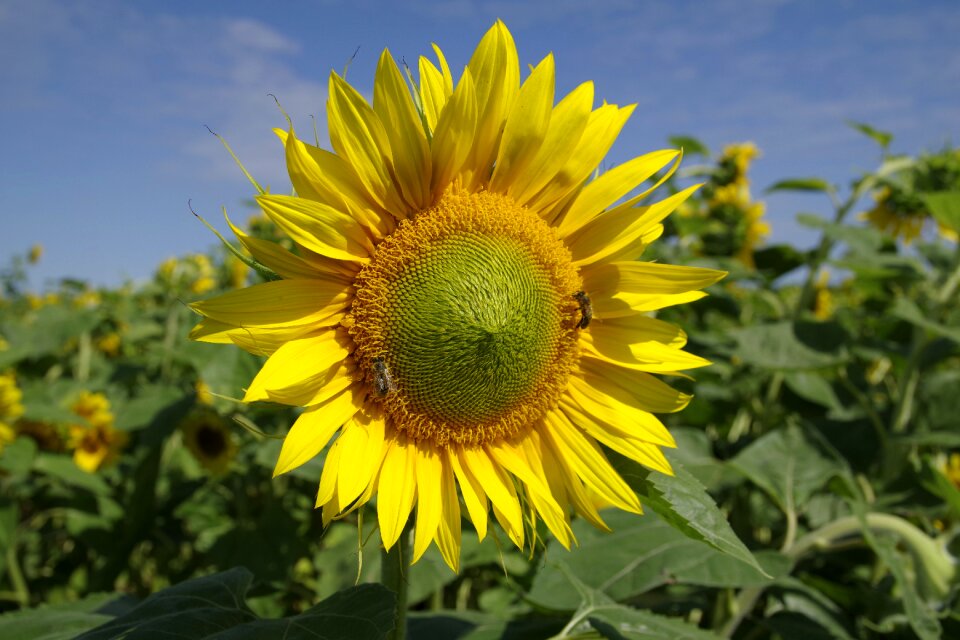 Yellow bees golden