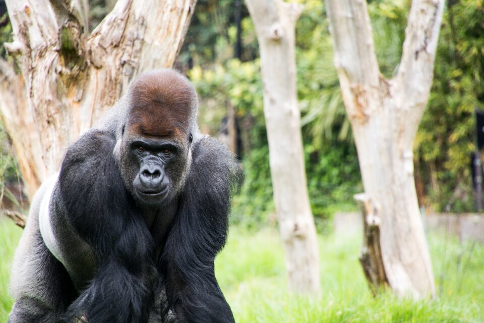 Zoo london silverback