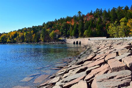 Ocean pine trees maine