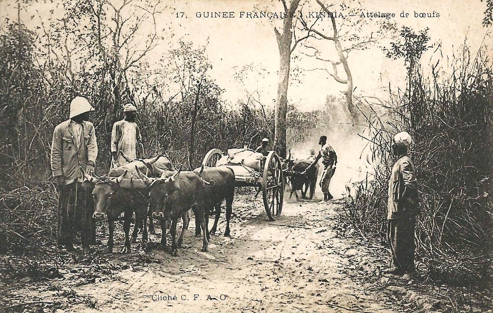 Kindia-Attelage de boeufs (Guinée)