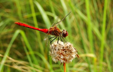 At the court of animals dragonflies