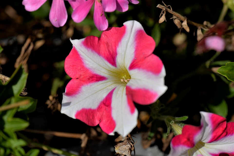 Flowers blossom bloom