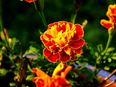 Blossom yellow orange