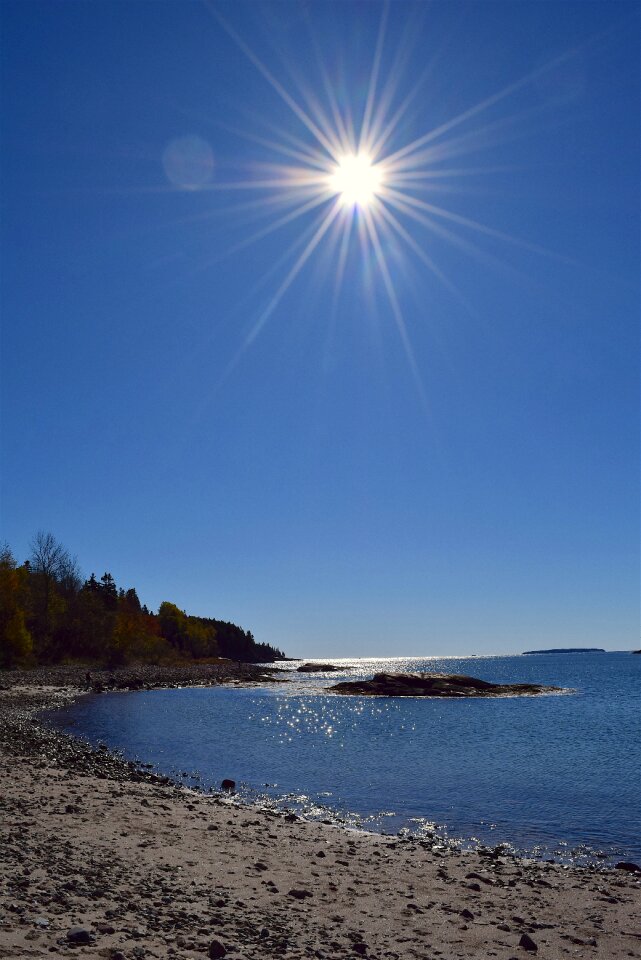 Ocean pine trees maine