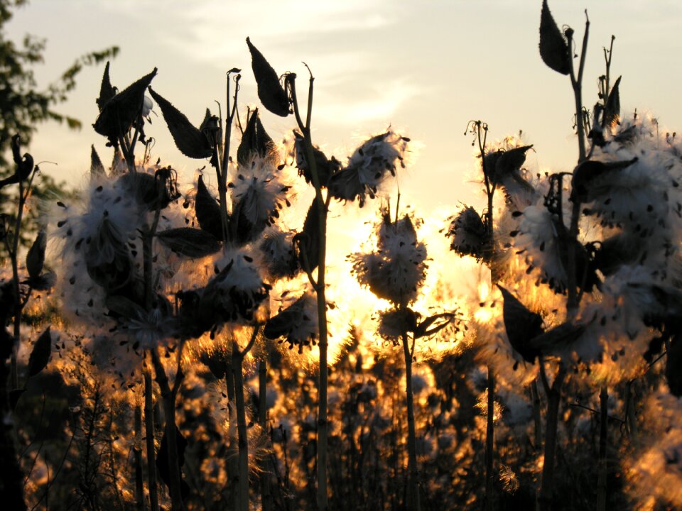 Dawn environment dry