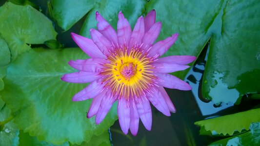 Vietnam water purple flowers photo