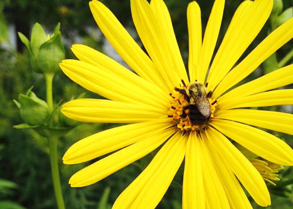 Nature floral summer