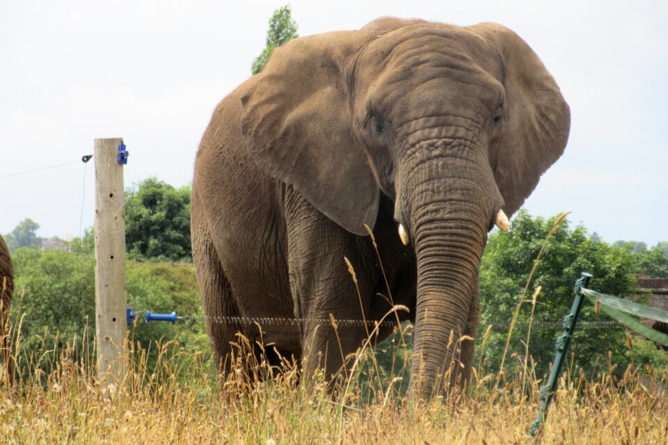 Elephant safari wildlife