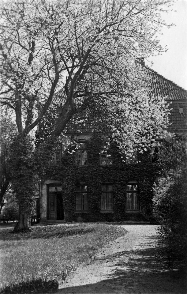 Kirschbaumblüte im Klosterhof Preetz (Kiel 54.319)