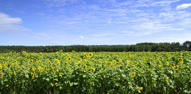 Forest clouds flower