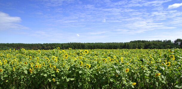 Forest clouds flower photo