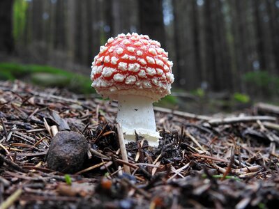 Spider forest mushroom toxic