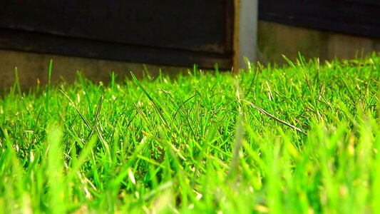 Summer plant lawn