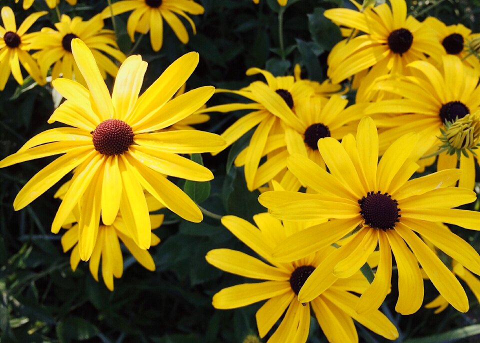Yellow flowers floral summer