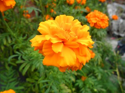 Flower orange summer photo