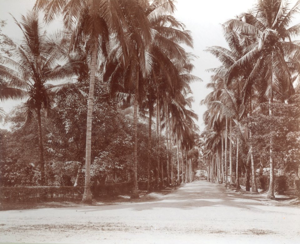 KITLV - 100576 - Stafhell & Kleingrothe - Medan-Deli - Deli Maatschappijlaan in Medan. (Avenue in Medan.) - circa 1890