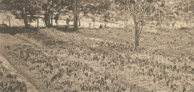 KITLV - 101111 - Kleingrothe, C.J. - Medan - Seedlings on a rubber plantation in Sumatra - circa 1905