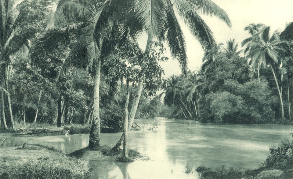 KITLV - 101115 - Kleingrothe, C.J. - Medan - Palm trees around a water basin. Deli Serdang in the east coast of Sumatra - circa 1905