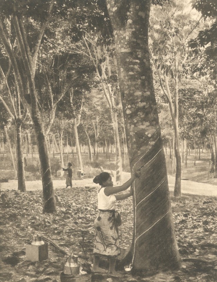 KITLV - 101119 - Kleingrothe, C.J. - Medan - Tapping twelve-year-old rubber trees at a plantation in Sumatra - circa 1905