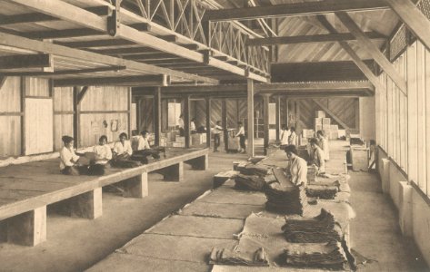 KITLV - 101123 - Kleingrothe, C.J. - Medan - Sorting room in a rubber factory on Sumatra - circa 1905