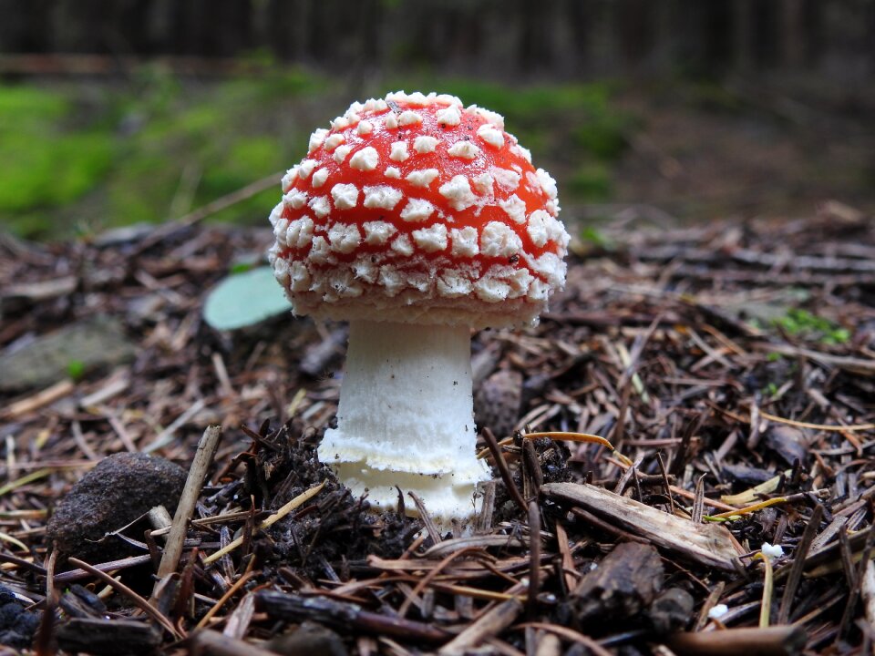 Spider forest mushroom toxic