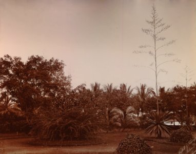 KITLV - 103432 - Stafhell & Kleingrothe - Medan-Deli - Flowering aloes near the old Principal Administrator's house of the Amsterdam Deli Company, presumably on their company Kala Hoen Penang (Kela Hoen Pinang) at Medan - 1892-1895