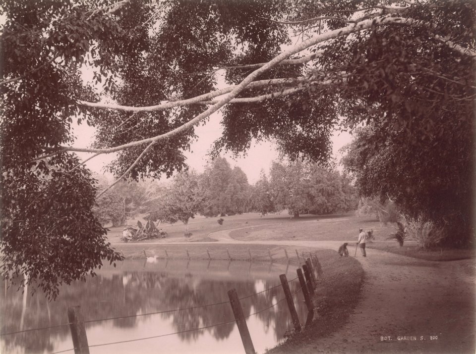 KITLV - 103741 - Lambert & Co. - Botanical Garden at Singapore - circa 1885