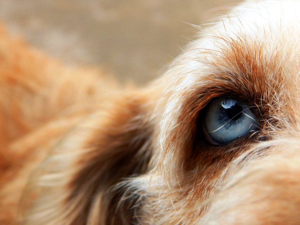 Blue eye nice eyes hairy