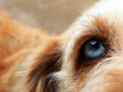 Blue eye nice eyes hairy photo