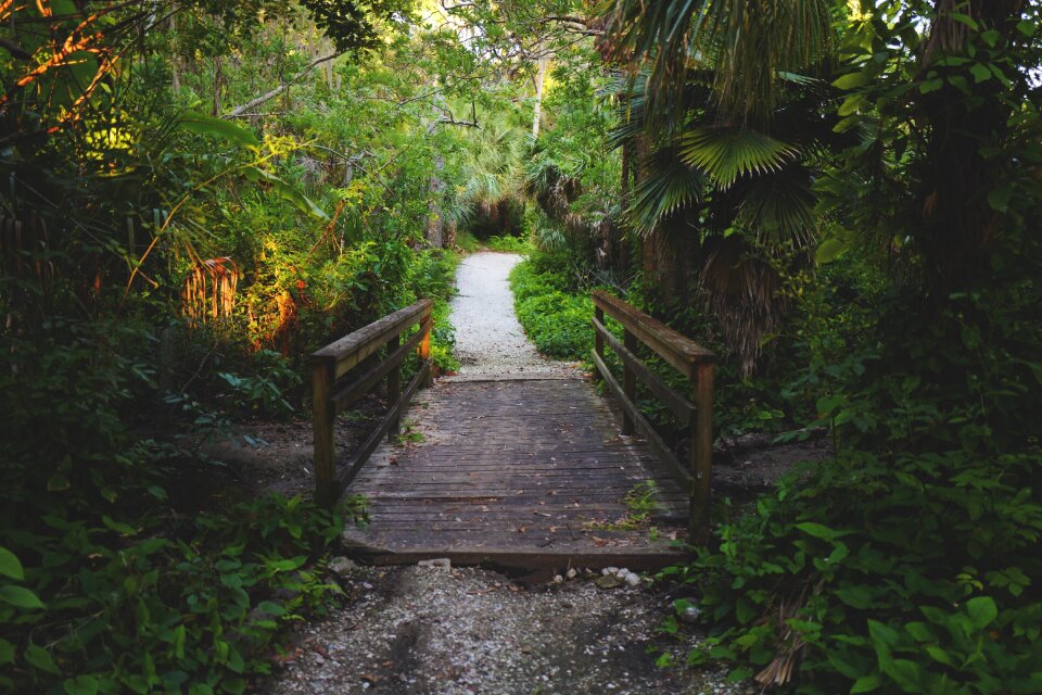 Nature flower path