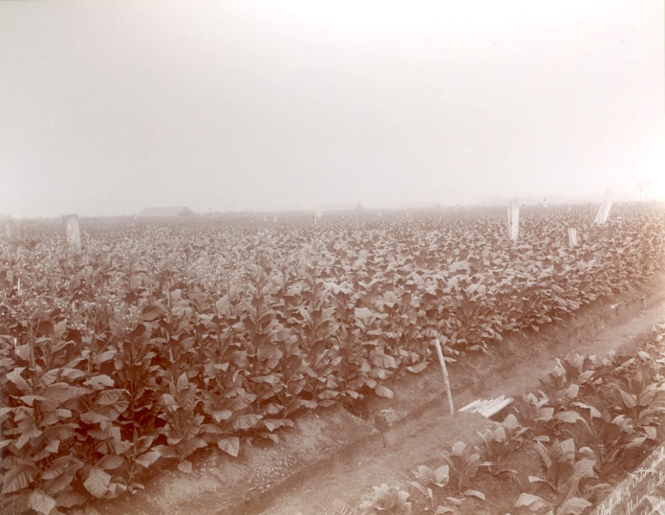 KITLV - 100578 - Stafhell & Kleingrothe - Medan-Deli - Tobacco fields on a plantation in the east coast of Sumatra - circa 1890