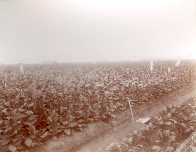 KITLV - 100578 - Stafhell & Kleingrothe - Medan-Deli - Tobacco fields on a plantation in the east coast of Sumatra - circa 1890