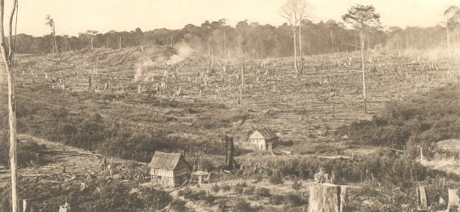 KITLV - 101109 - Kleingrothe, C.J. - Medan - Land reclamation for rubber planting on a plantation in Sumatra - circa 1905