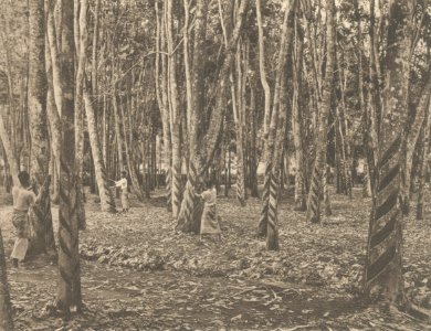 KITLV - 101113 - Kleingrothe, C.J. - Medan - Rubber tapping of twelve- and fifteen-year-old trees on a plantation in Sumatra - circa 1905
