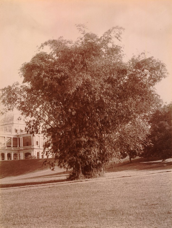 KITLV - 103805 - Bamboo, probably near Singapore - circa 1890
