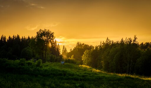 Nature russia forest photo