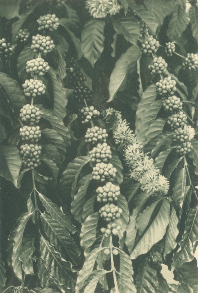 KITLV - 101133 - Kleingrothe, C.J. - Medan - Four-year-old coffee plant (café robusta) on a plantation in Sumatra - circa 1905