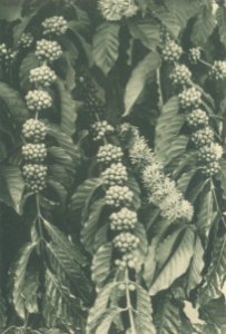 KITLV - 101133 - Kleingrothe, C.J. - Medan - Four-year-old coffee plant (café robusta) on a plantation in Sumatra - circa 1905