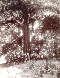 KITLV - 105989 - Lambert & Co., G.R. - Singapore - Sacred tree at Palembang - circa 1900
