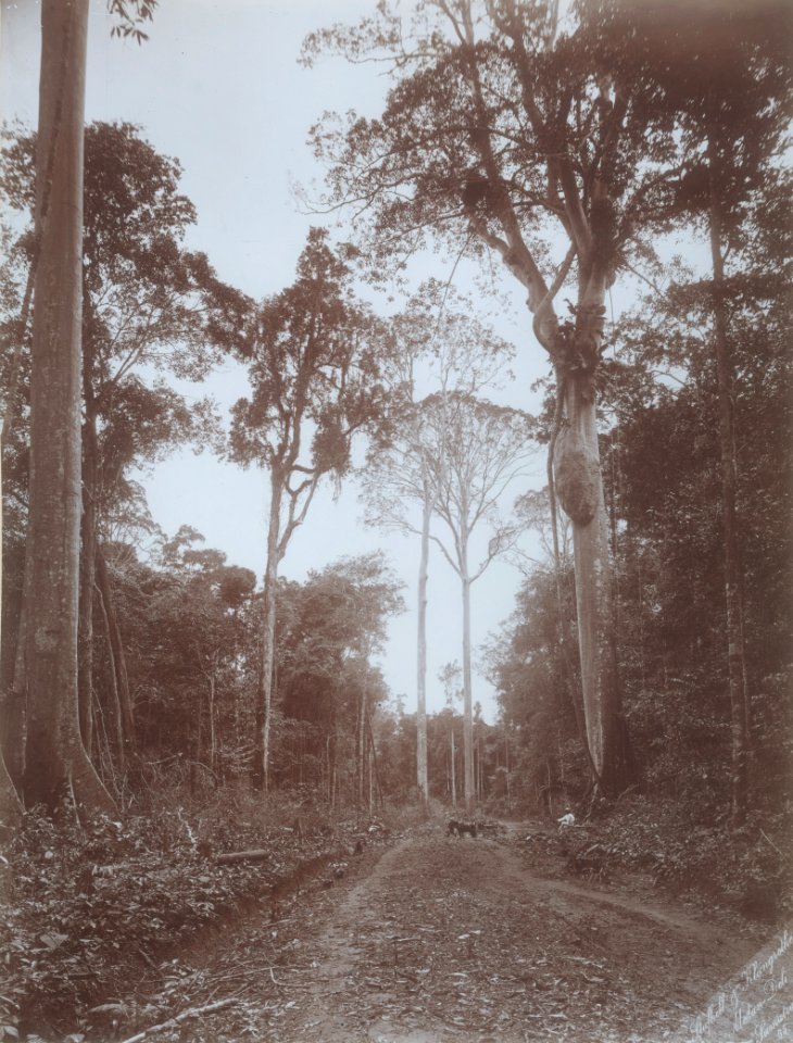 KITLV - 103486 - Stafhell & Kleingrothe - Medan-Deli - Forest road in Bedagai at Tebing Tinggi - circa 1890