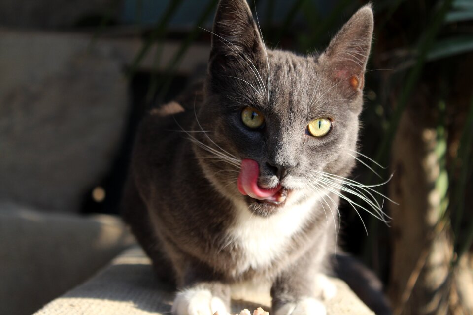 Pet feline language