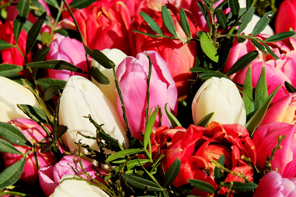 Colorful tulipa spring flower