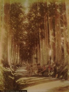 KITLV - 110626 - Kusakabe, Kimbei - Cruptomeriaweg at Nikkō, Tochigi (日光市), Japan - circa 1890