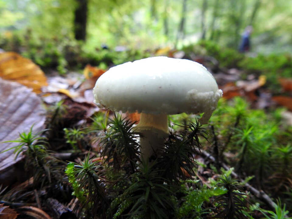 Forest mushroom forest mushroom picking