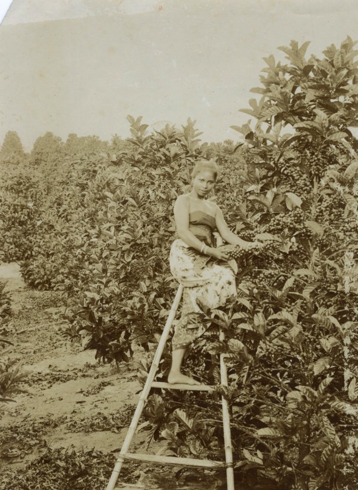 KITLV - 114589 - Kleingrothe, C.J. - Medan - Female coffee picker on a plantage in the east coast of Sumatra - circa 1905