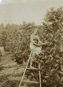 KITLV - 114589 - Kleingrothe, C.J. - Medan - Female coffee picker on a plantage in the east coast of Sumatra - circa 1905