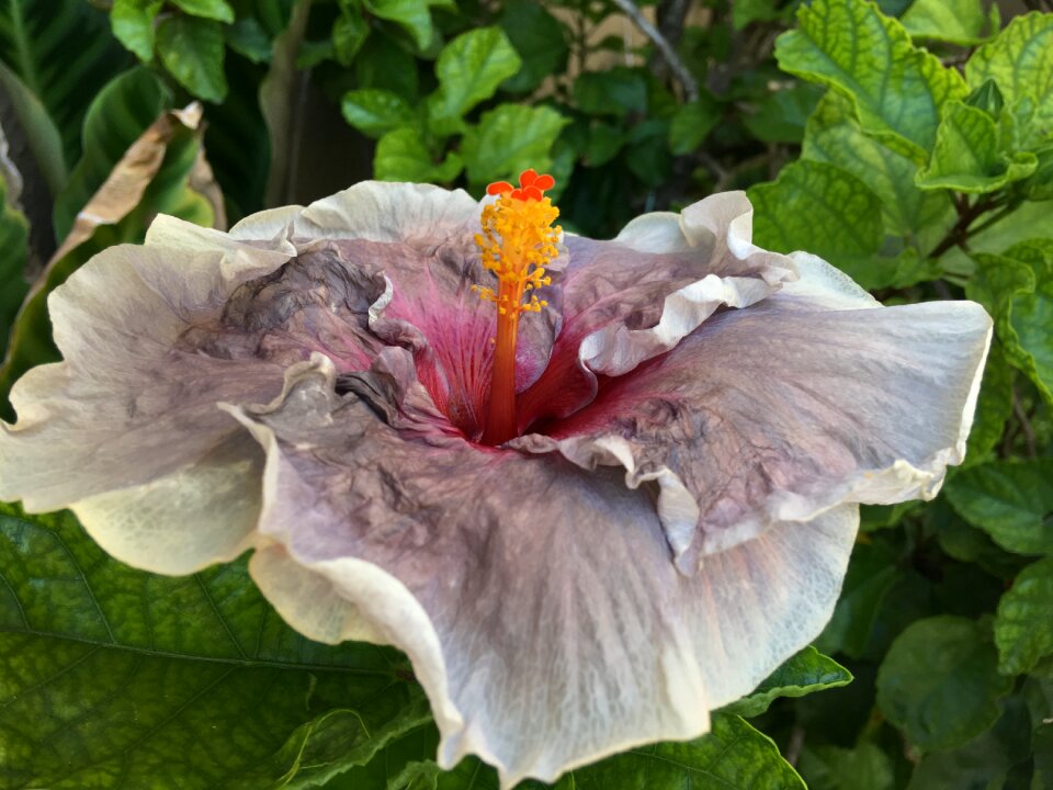 Nature garden ibisco pink