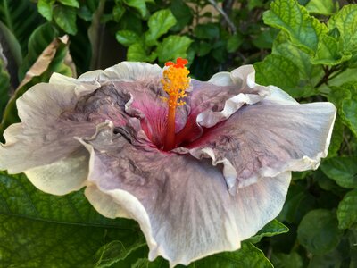 Nature garden ibisco pink